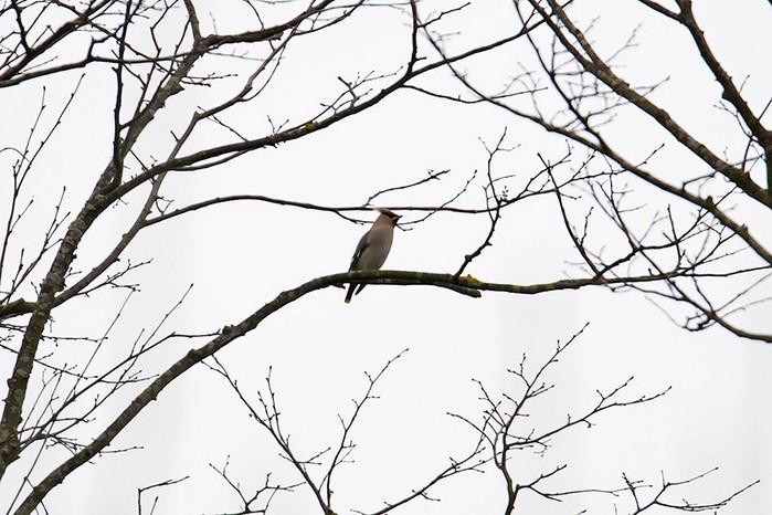 Waxwing