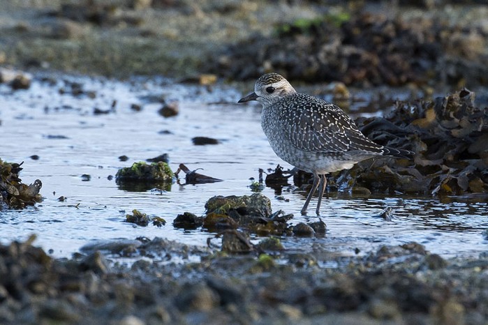 American Golden Plover