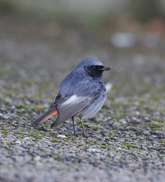 Black Redstart