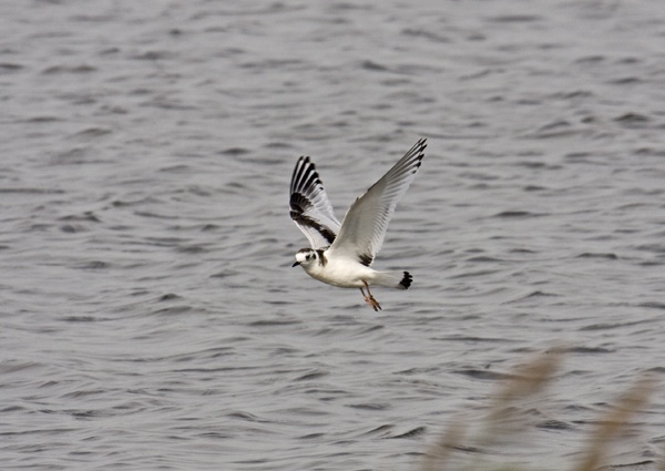 Little Gull
