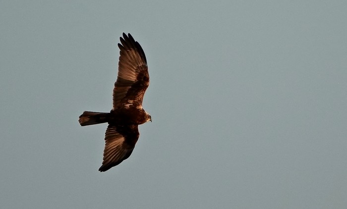 Marsh Harrier