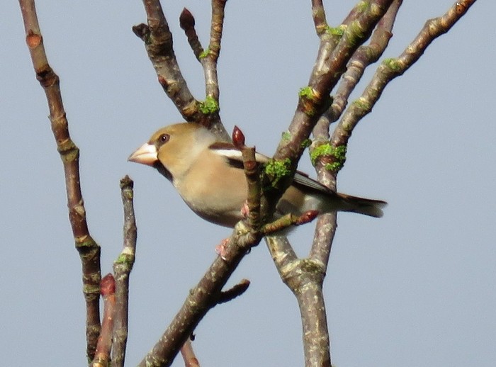 Hawfinch