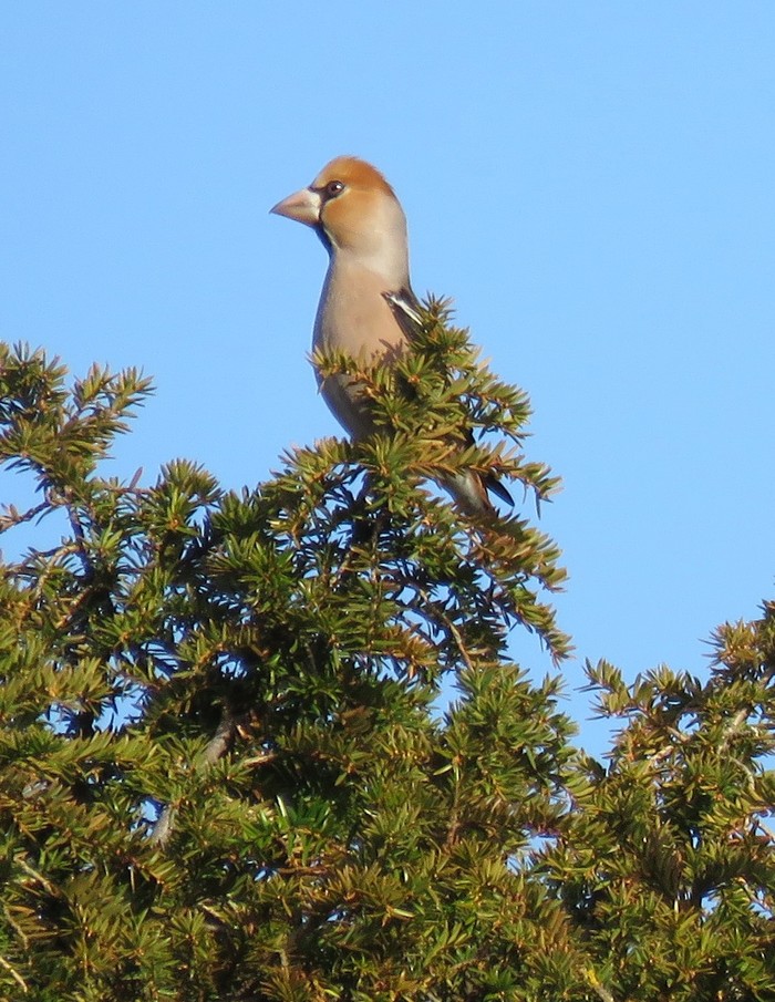 Hawfinch