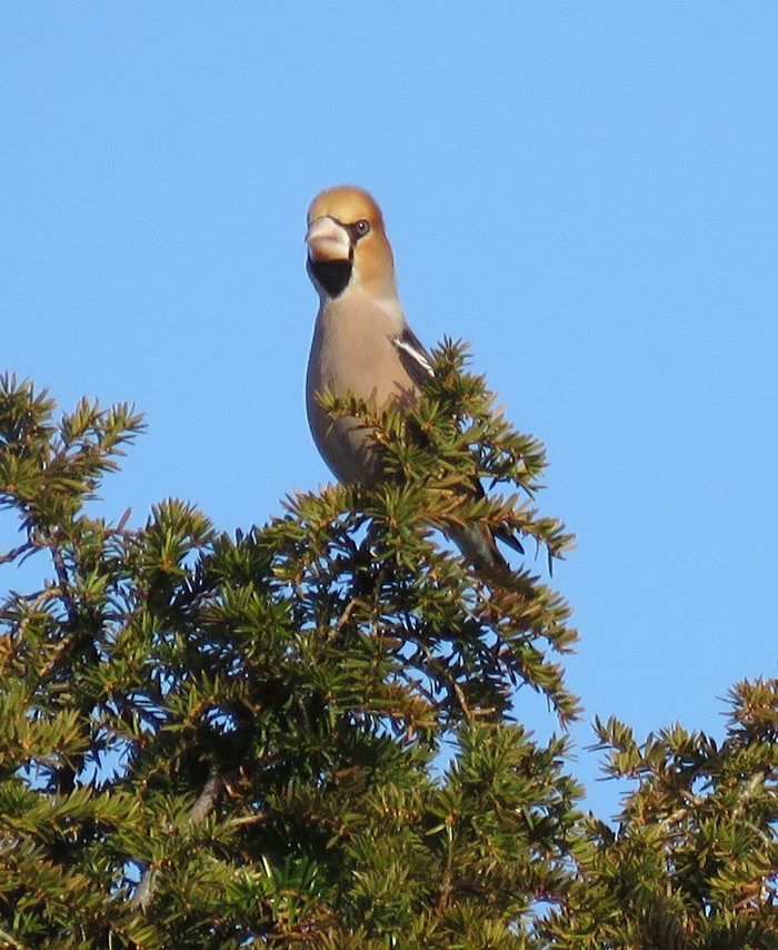 Hawfinch