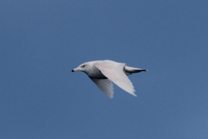 Glaucous Gull
