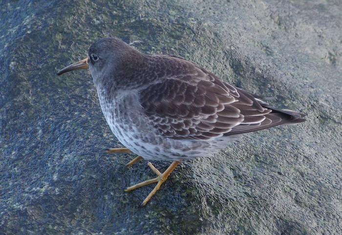 Purple Sandpiper
