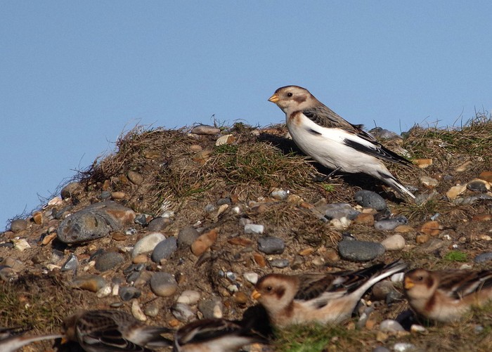Snow Bunting