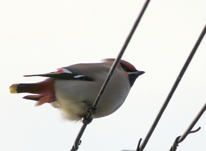 Waxwing