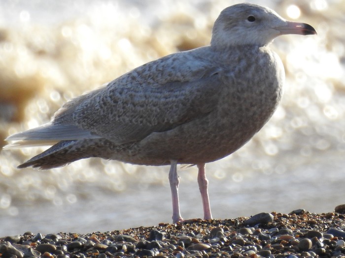 Glaucous Gull