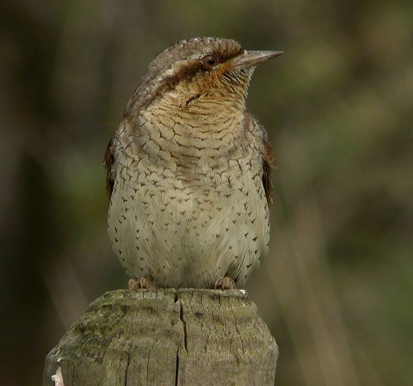 Wryneck