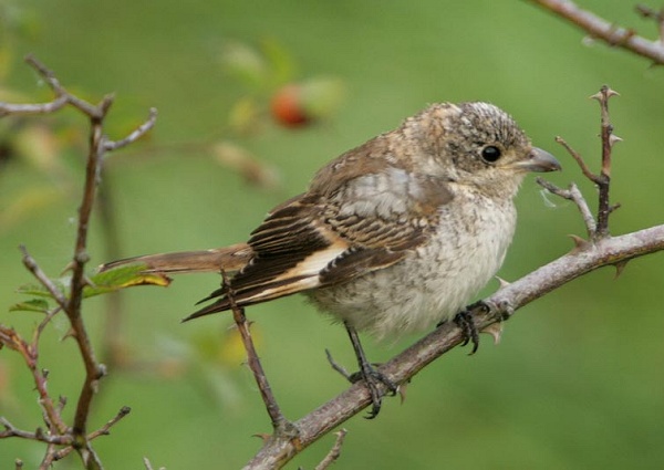 Woodchat Shrike