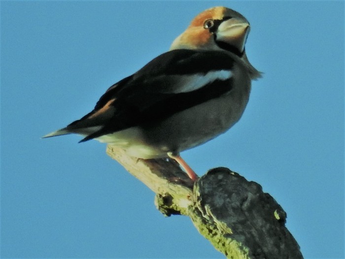 Hawfinch
