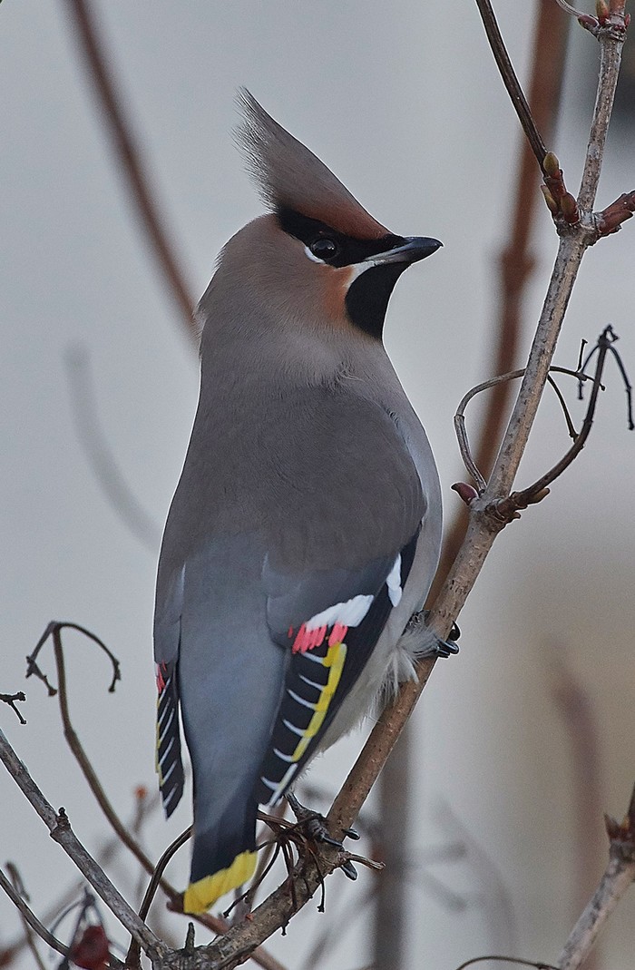 Waxwing