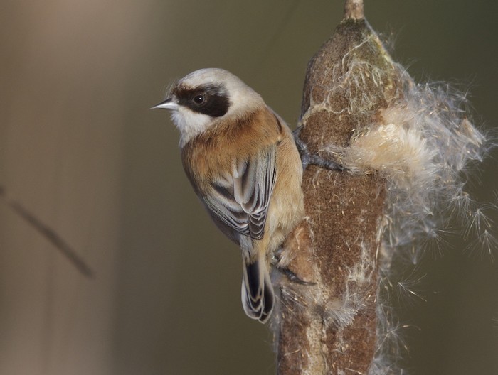 Penduline Tit
