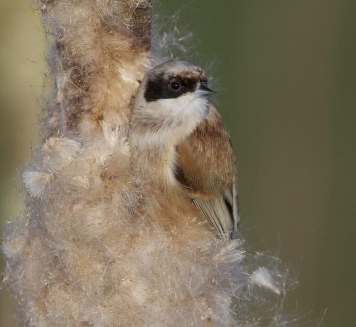 Penduline Tit