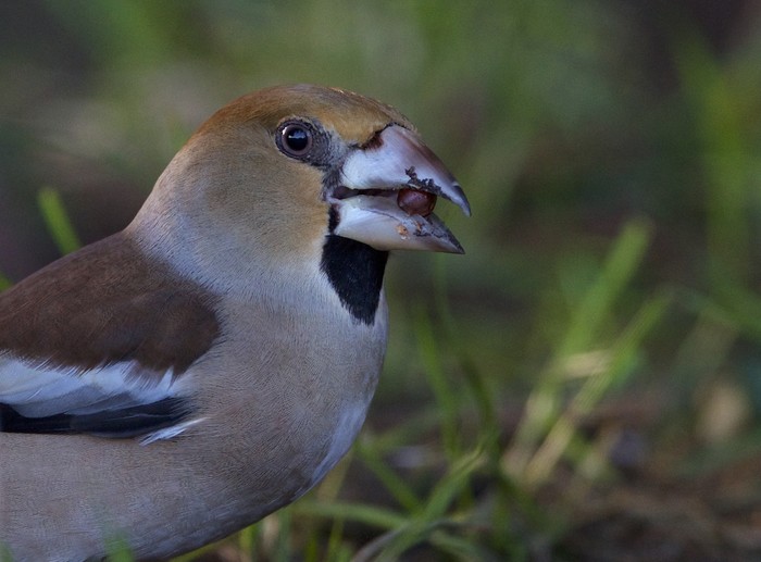 Hawfinch
