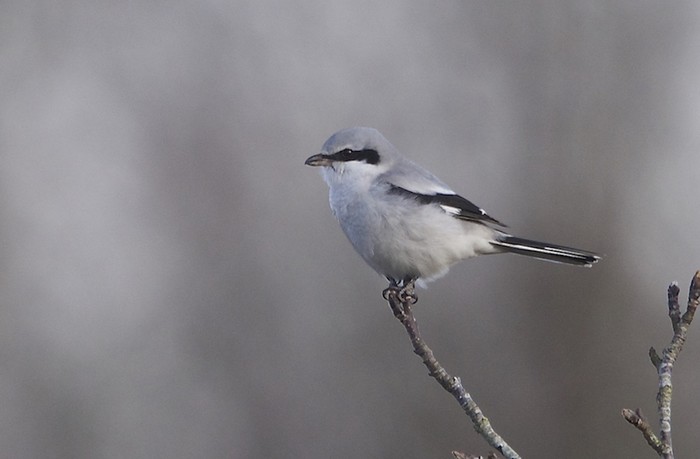 Great Grey Shrike