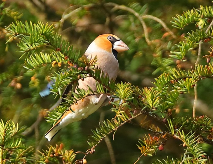 Hawfinch
