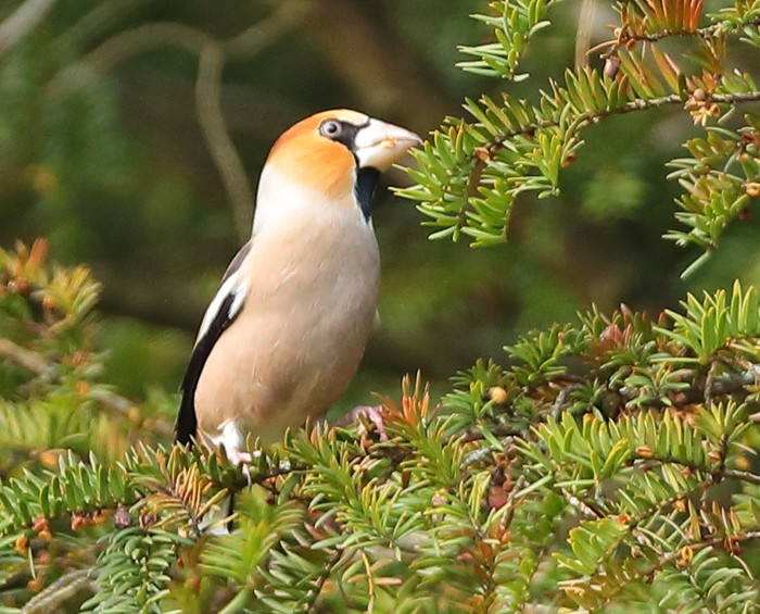 Hawfinch