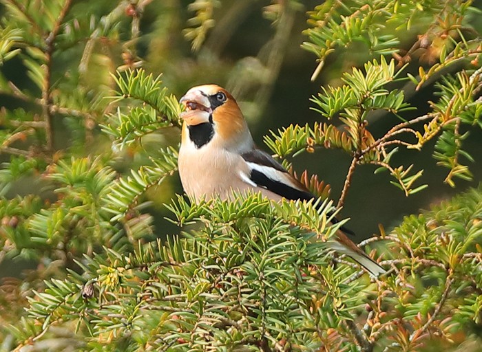 Hawfinch