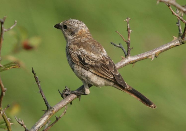 Woodchat Shrike