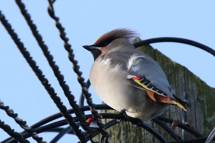 Waxwing