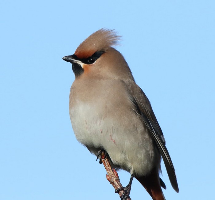 Waxwing