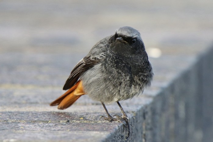 Black Redstart