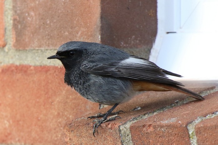 Black Redstart