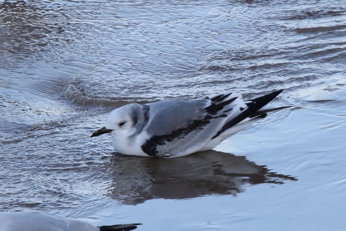 Kittiwake