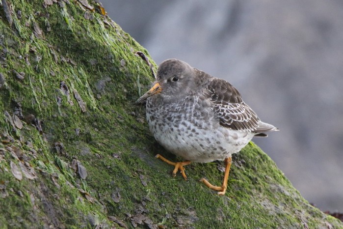 Purple Sandpiper