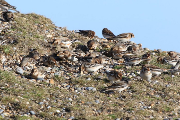 Snow Bunting