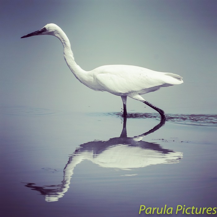 Little Egret