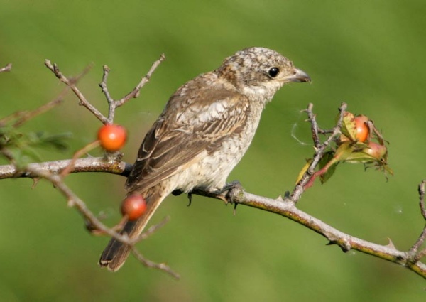 Woodchat Shrike
