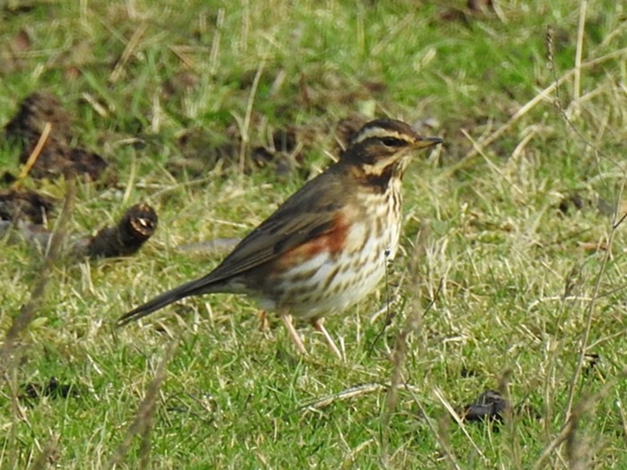 Redwing