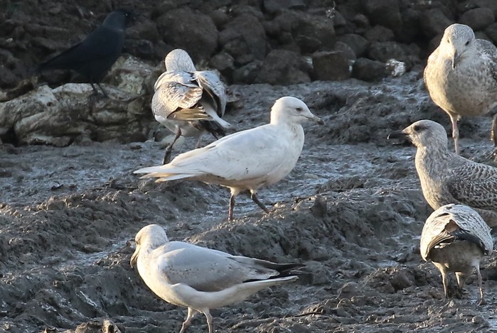 Iceland Gull