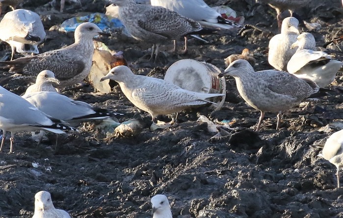 Iceland Gull