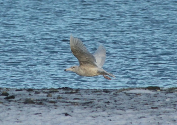 Glaucous Gull