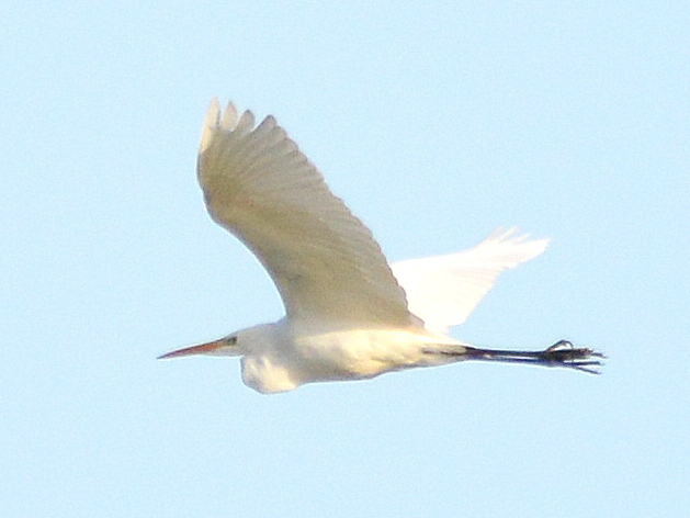 Great White Egret