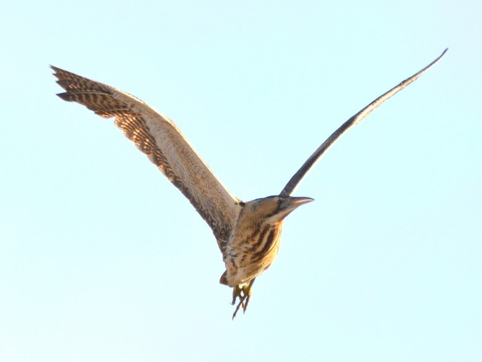Bittern