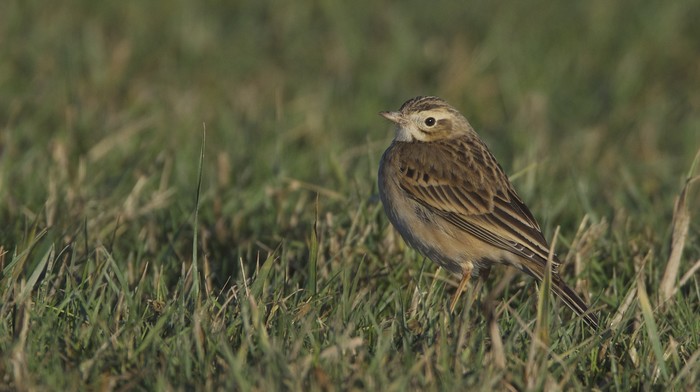 Richard's Pipit