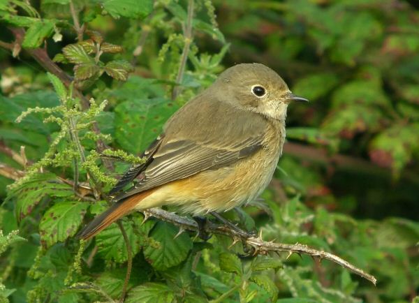Redstart