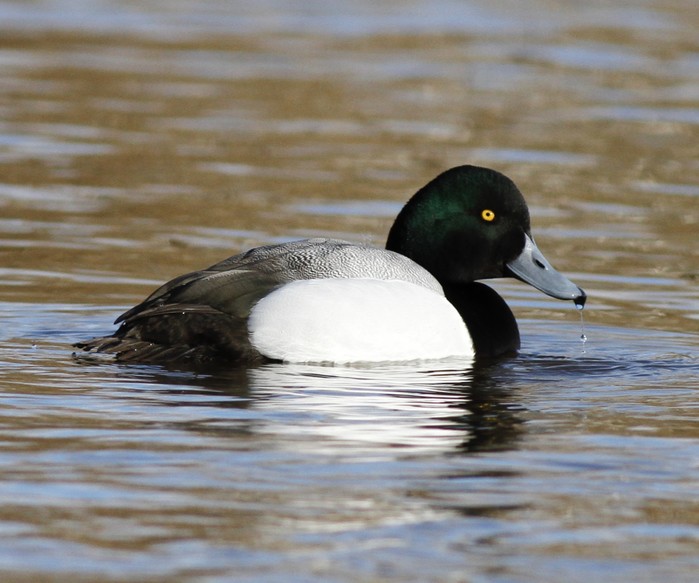 Scaup