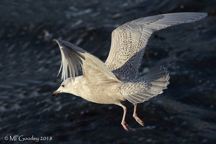 Iceland Gull