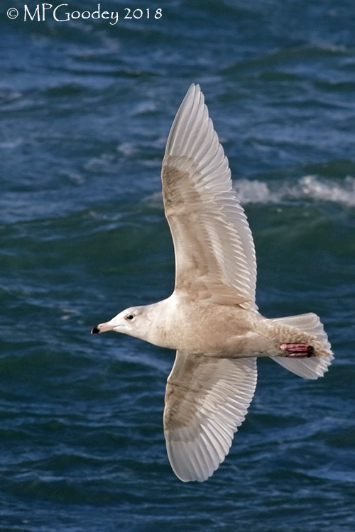 Glaucous Gull