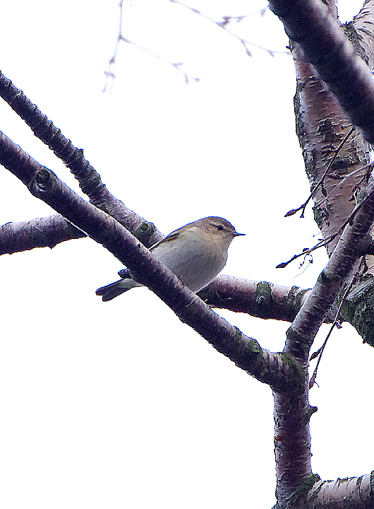 Siberian Chiffchaff