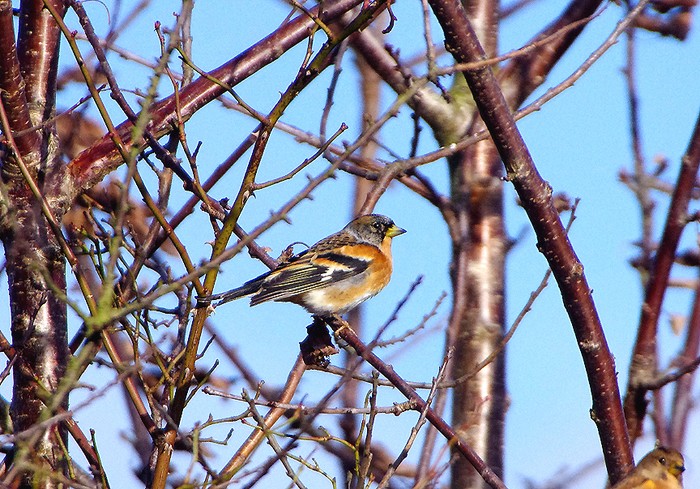 Brambling