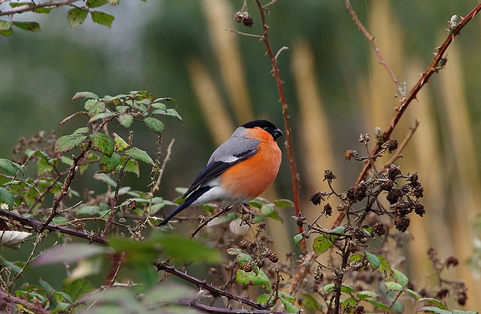 Bullfinch