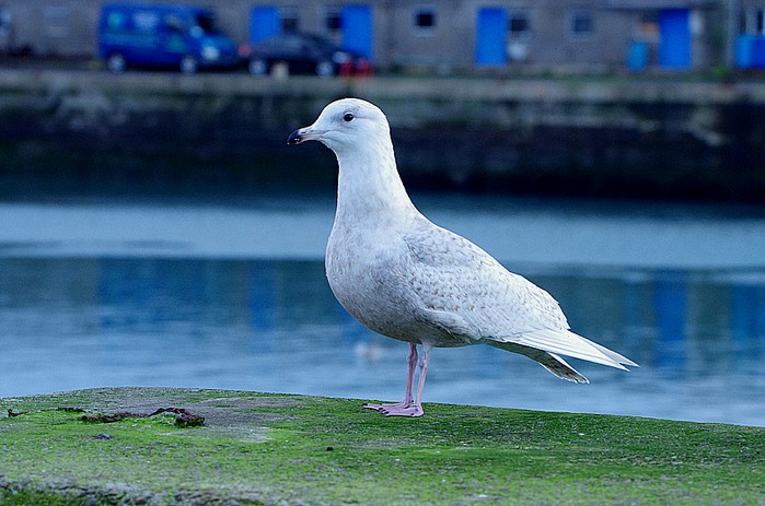Iceland Gull
