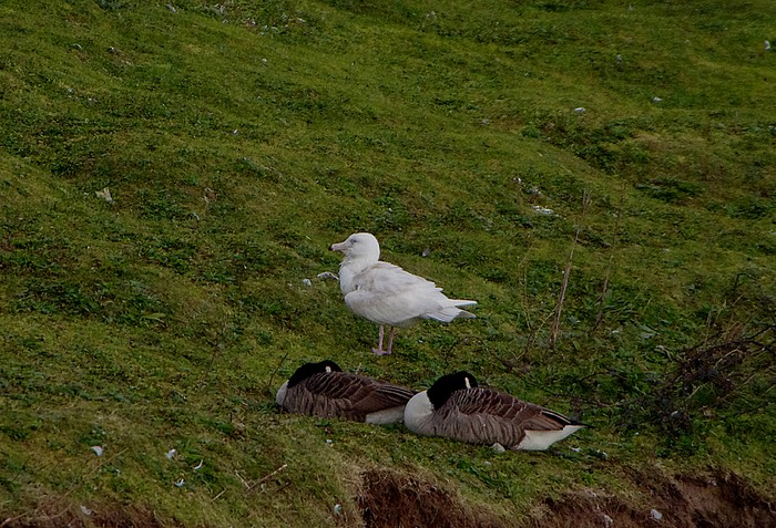 Glaucous Gull